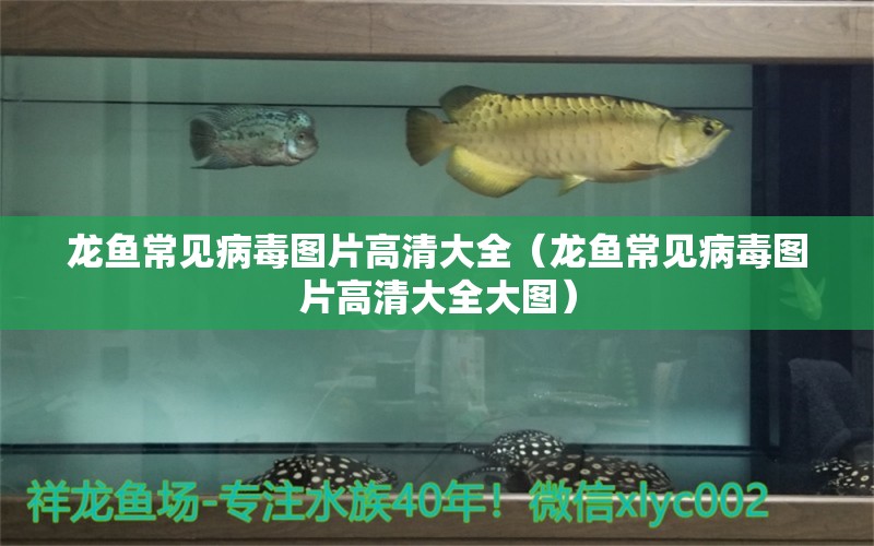 龍魚常見病毒圖片高清大全（龍魚常見病毒圖片高清大全大圖）