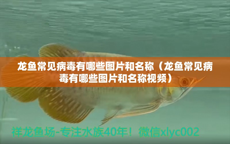 龍魚常見病毒有哪些圖片和名稱（龍魚常見病毒有哪些圖片和名稱視頻）