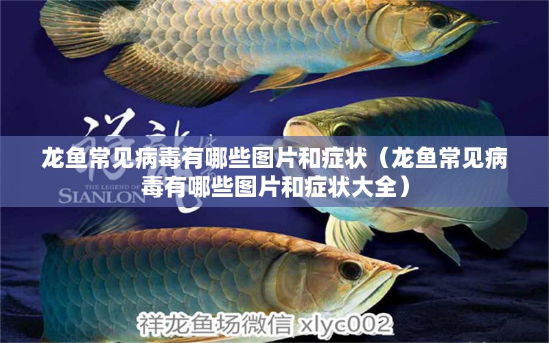 龍魚常見病毒有哪些圖片和癥狀（龍魚常見病毒有哪些圖片和癥狀大全）