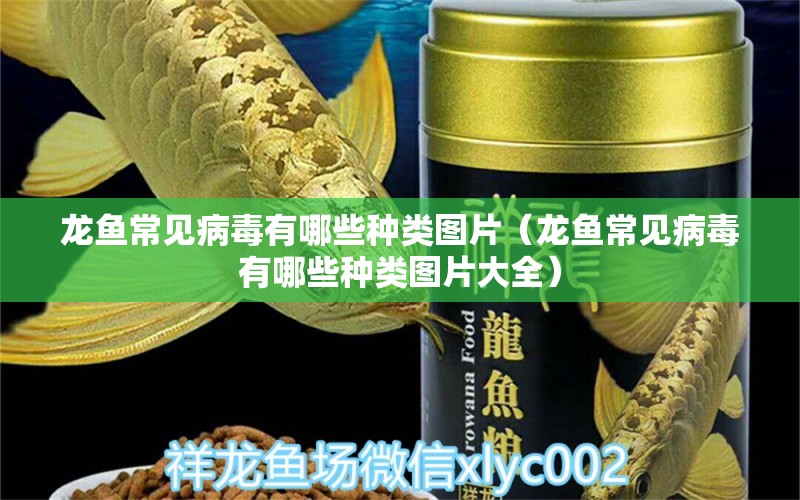 龍魚常見病毒有哪些種類圖片（龍魚常見病毒有哪些種類圖片大全）