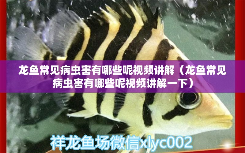 龍魚常見病蟲害有哪些呢視頻講解（龍魚常見病蟲害有哪些呢視頻講解一下）