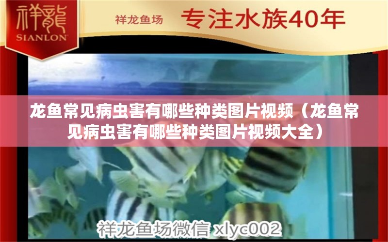 龍魚常見病蟲害有哪些種類圖片視頻（龍魚常見病蟲害有哪些種類圖片視頻大全）