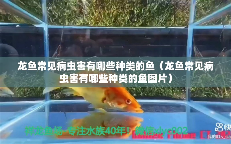 龍魚常見病蟲害有哪些種類的魚（龍魚常見病蟲害有哪些種類的魚圖片）