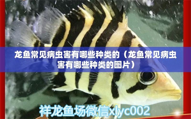 龍魚常見病蟲害有哪些種類的（龍魚常見病蟲害有哪些種類的圖片）