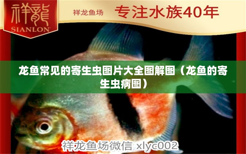 龍魚常見的寄生蟲圖片大全圖解圖（龍魚的寄生蟲病圖） 龍魚疾病與治療