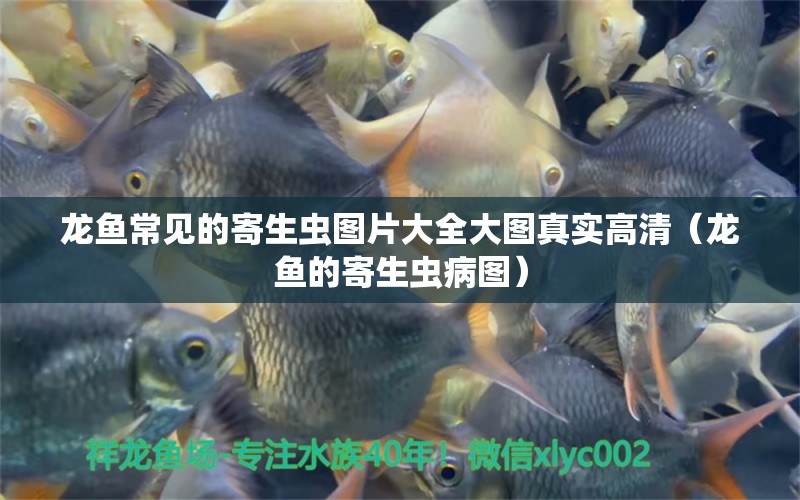 龍魚常見的寄生蟲圖片大全大圖真實(shí)高清（龍魚的寄生蟲病圖） 龍魚疾病與治療