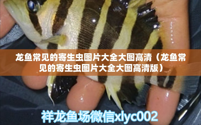 龍魚常見的寄生蟲圖片大全大圖高清（龍魚常見的寄生蟲圖片大全大圖高清版）