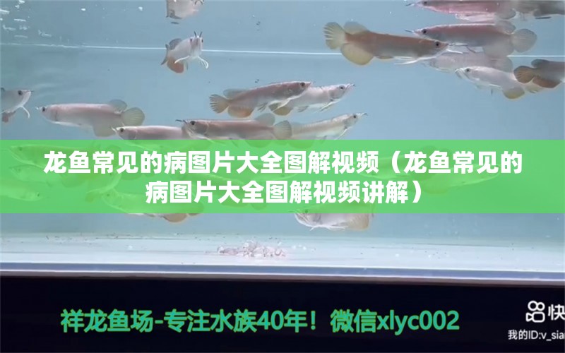 龍魚常見的病圖片大全圖解視頻（龍魚常見的病圖片大全圖解視頻講解）