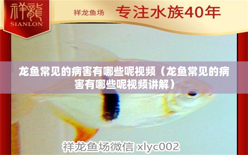 龍魚常見的病害有哪些呢視頻（龍魚常見的病害有哪些呢視頻講解）