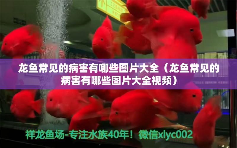 龍魚常見的病害有哪些圖片大全（龍魚常見的病害有哪些圖片大全視頻）