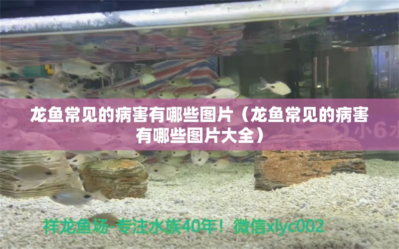 龍魚常見的病害有哪些圖片（龍魚常見的病害有哪些圖片大全）