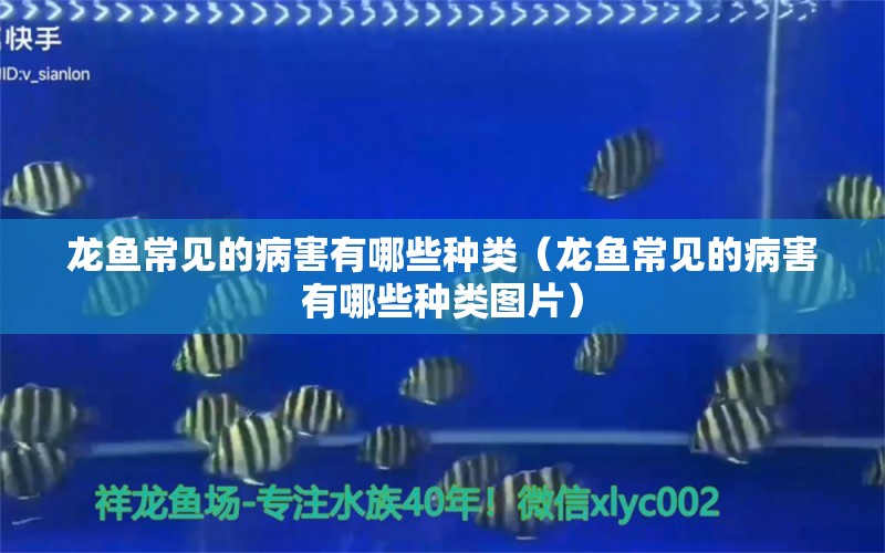 龍魚常見(jiàn)的病害有哪些種類（龍魚常見(jiàn)的病害有哪些種類圖片） 龍魚疾病與治療