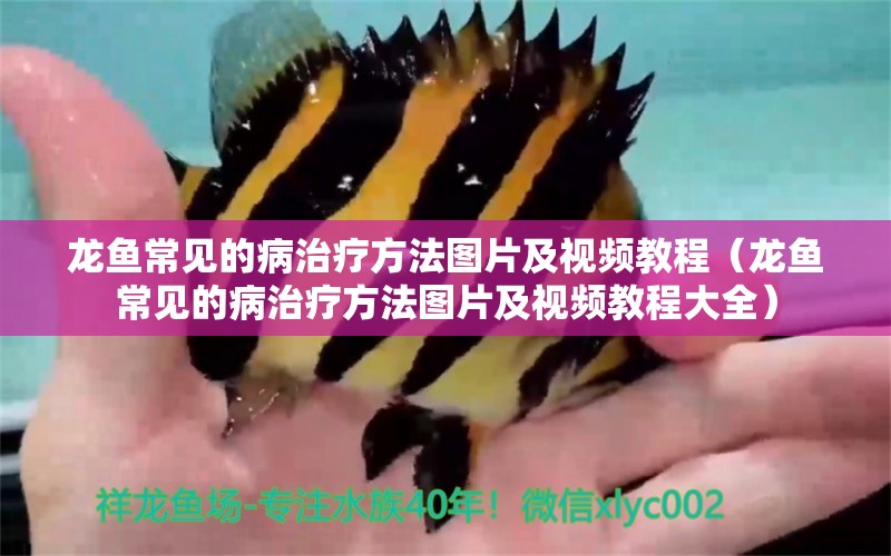 龍魚常見的病治療方法圖片及視頻教程（龍魚常見的病治療方法圖片及視頻教程大全） 龍魚疾病與治療