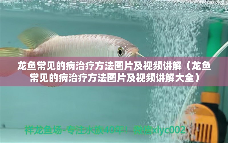 龍魚常見的病治療方法圖片及視頻講解（龍魚常見的病治療方法圖片及視頻講解大全）