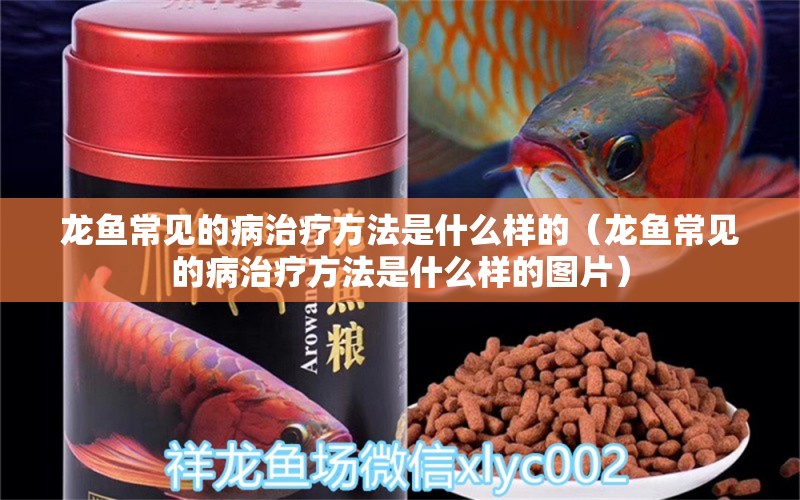 龍魚常見的病治療方法是什么樣的（龍魚常見的病治療方法是什么樣的圖片）