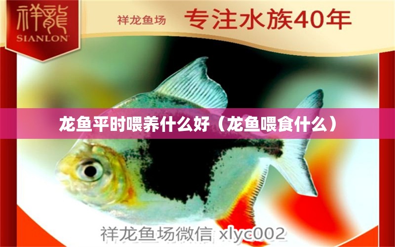 龍魚平時喂養(yǎng)什么好（龍魚喂食什么）