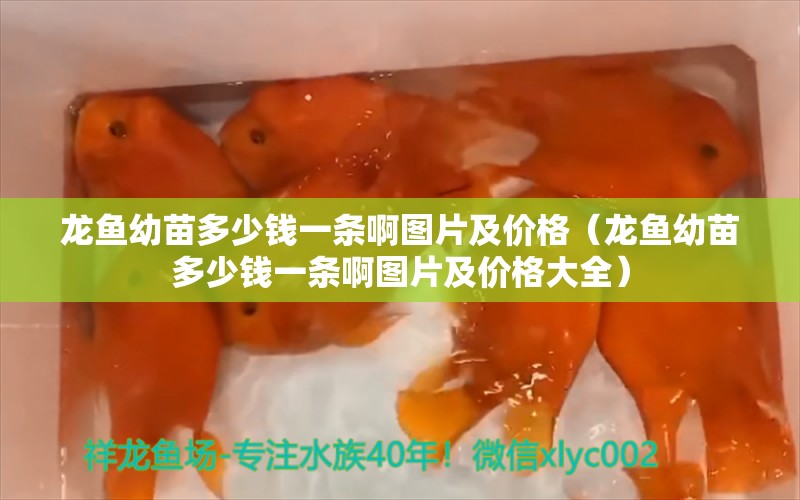 龍魚幼苗多少錢一條啊圖片及價(jià)格（龍魚幼苗多少錢一條啊圖片及價(jià)格大全） 廣州龍魚批發(fā)市場