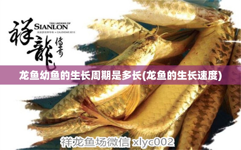 龍魚幼魚的生長周期是多長(龍魚的生長速度) 泰國虎魚