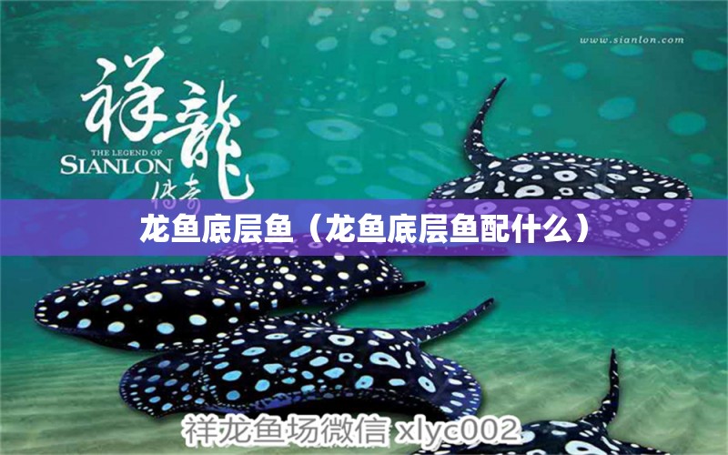 龍魚(yú)底層魚(yú)（龍魚(yú)底層魚(yú)配什么） 廣州龍魚(yú)批發(fā)市場(chǎng)