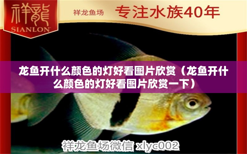 龍魚開什么顏色的燈好看圖片欣賞（龍魚開什么顏色的燈好看圖片欣賞一下） 廣州龍魚批發(fā)市場