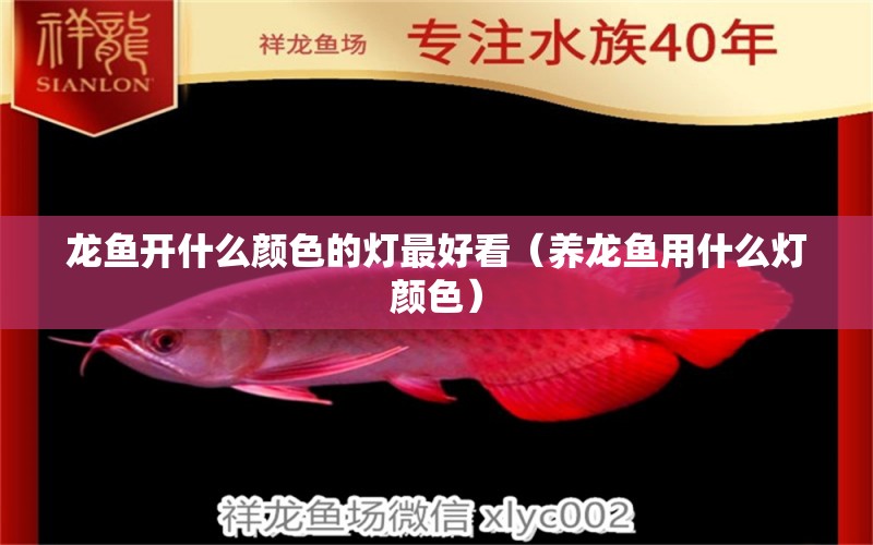 龍魚開什么顏色的燈最好看（養(yǎng)龍魚用什么燈顏色） 全國水族館企業(yè)名錄 第1張