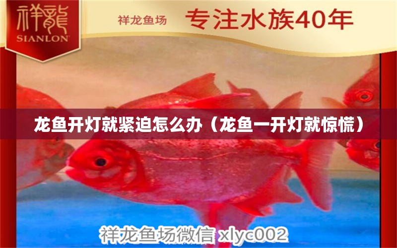 龍魚開燈就緊迫怎么辦（龍魚一開燈就驚慌） 廣州龍魚批發(fā)市場(chǎng)