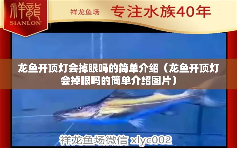 龍魚開頂燈會掉眼嗎的簡單介紹（龍魚開頂燈會掉眼嗎的簡單介紹圖片） 廣州龍魚批發(fā)市場