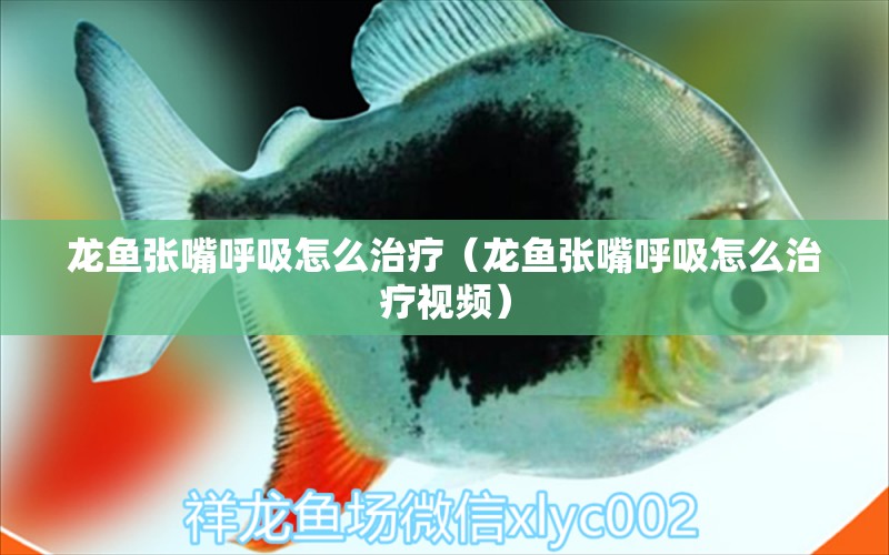 龍魚張嘴呼吸怎么治療（龍魚張嘴呼吸怎么治療視頻）