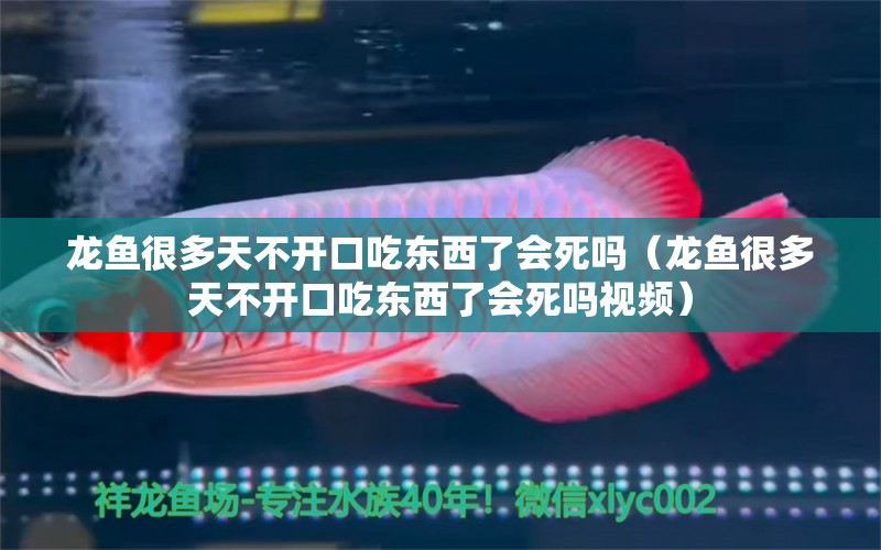 龍魚很多天不開口吃東西了會死嗎（龍魚很多天不開口吃東西了會死嗎視頻） 廣州龍魚批發(fā)市場