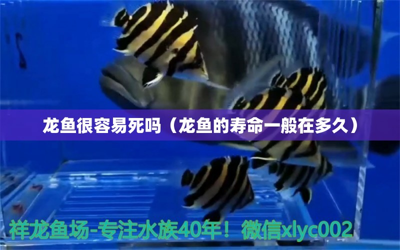 龍魚(yú)很容易死嗎（龍魚(yú)的壽命一般在多久） 龍魚(yú)百科 第2張