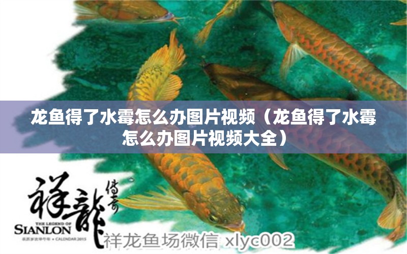 龍魚得了水霉怎么辦圖片視頻（龍魚得了水霉怎么辦圖片視頻大全）