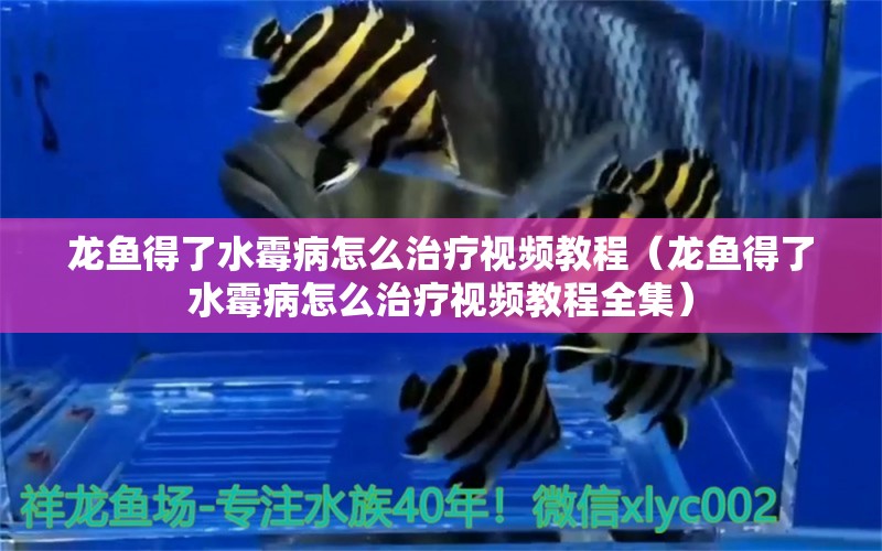 龍魚得了水霉病怎么治療視頻教程（龍魚得了水霉病怎么治療視頻教程全集）