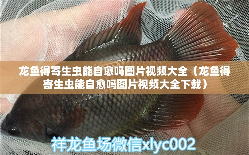 龍魚得寄生蟲能自愈嗎圖片視頻大全（龍魚得寄生蟲能自愈嗎圖片視頻大全下載）