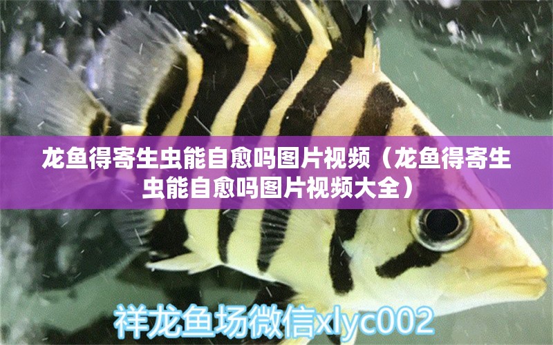 龍魚得寄生蟲能自愈嗎圖片視頻（龍魚得寄生蟲能自愈嗎圖片視頻大全） 龍魚疾病與治療