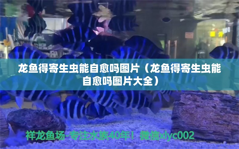 龍魚得寄生蟲能自愈嗎圖片（龍魚得寄生蟲能自愈嗎圖片大全）