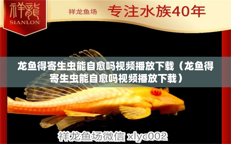 龍魚得寄生蟲能自愈嗎視頻播放下載（龍魚得寄生蟲能自愈嗎視頻播放下載） 龍魚疾病與治療