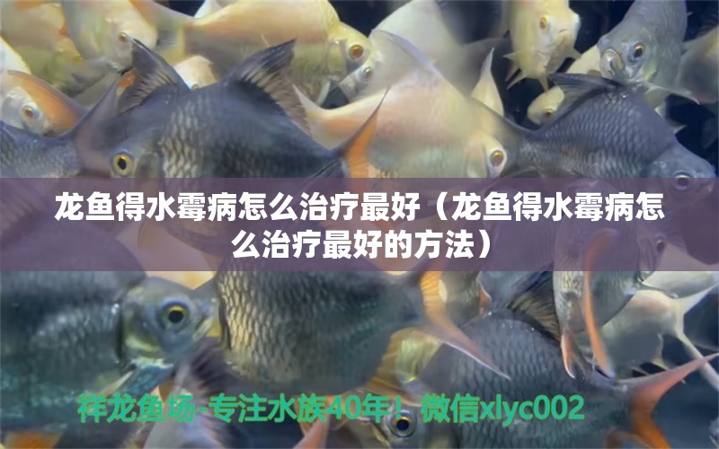 龍魚得水霉病怎么治療最好（龍魚得水霉病怎么治療最好的方法） 龍魚疾病與治療