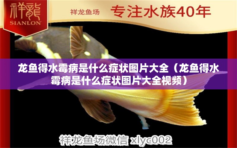 龍魚得水霉病是什么癥狀圖片大全（龍魚得水霉病是什么癥狀圖片大全視頻）