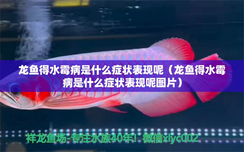 龍魚得水霉病是什么癥狀表現(xiàn)呢（龍魚得水霉病是什么癥狀表現(xiàn)呢圖片） 龍魚疾病與治療