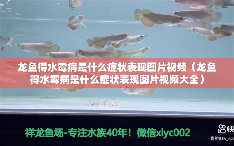 龍魚得水霉病是什么癥狀表現(xiàn)圖片視頻（龍魚得水霉病是什么癥狀表現(xiàn)圖片視頻大全） 龍魚疾病與治療