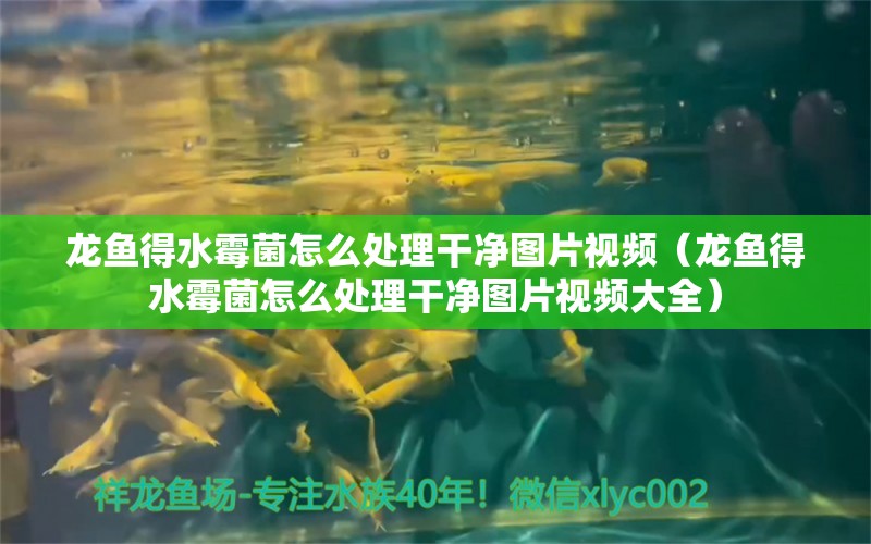 龍魚得水霉菌怎么處理干凈圖片視頻（龍魚得水霉菌怎么處理干凈圖片視頻大全） 龍魚疾病與治療