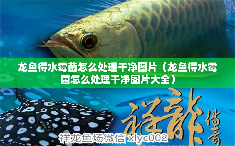 龍魚得水霉菌怎么處理干凈圖片（龍魚得水霉菌怎么處理干凈圖片大全） 龍魚疾病與治療