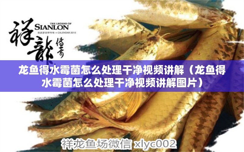 龍魚得水霉菌怎么處理干凈視頻講解（龍魚得水霉菌怎么處理干凈視頻講解圖片） 龍魚疾病與治療