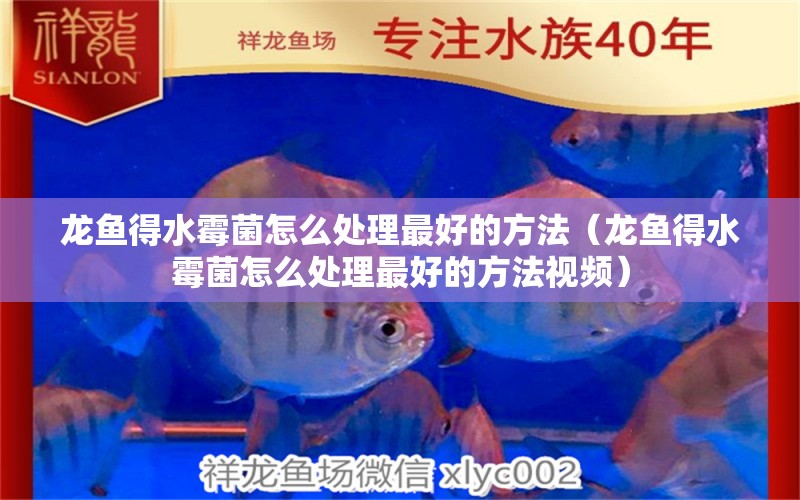 龍魚(yú)得水霉菌怎么處理最好的方法（龍魚(yú)得水霉菌怎么處理最好的方法視頻） 龍魚(yú)疾病與治療