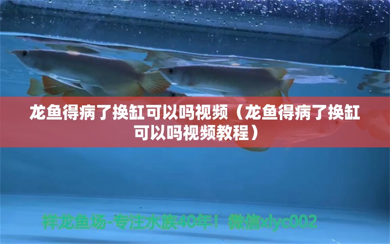 龍魚得病了換缸可以嗎視頻（龍魚得病了換缸可以嗎視頻教程）