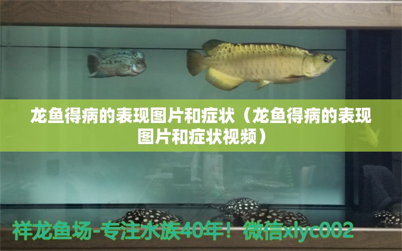 龍魚得病的表現(xiàn)圖片和癥狀（龍魚得病的表現(xiàn)圖片和癥狀視頻） 龍魚疾病與治療