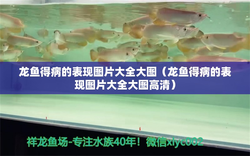 龍魚得病的表現(xiàn)圖片大全大圖（龍魚得病的表現(xiàn)圖片大全大圖高清） 龍魚疾病與治療