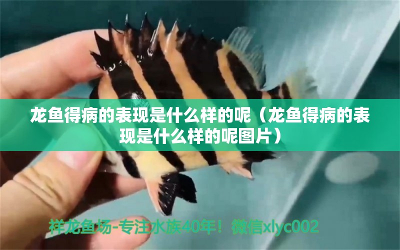 龍魚得病的表現(xiàn)是什么樣的呢（龍魚得病的表現(xiàn)是什么樣的呢圖片）