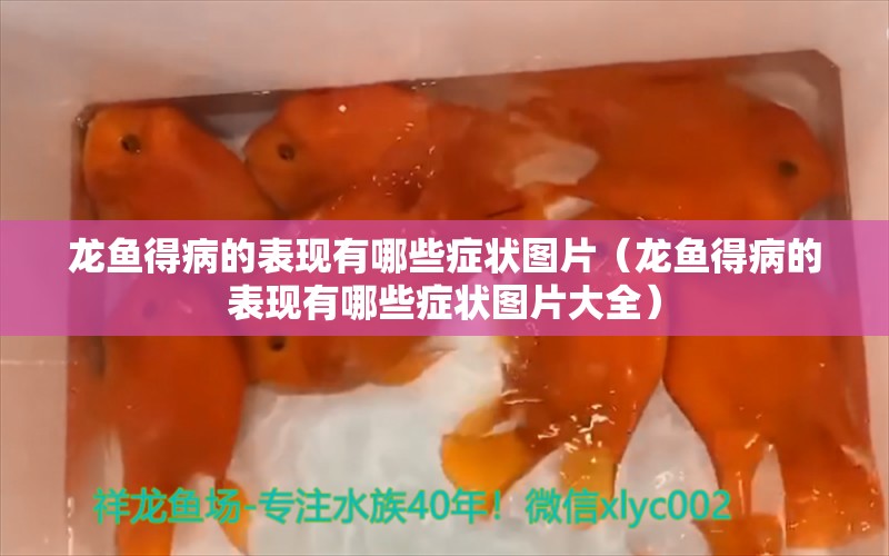 龍魚得病的表現(xiàn)有哪些癥狀圖片（龍魚得病的表現(xiàn)有哪些癥狀圖片大全） 龍魚疾病與治療