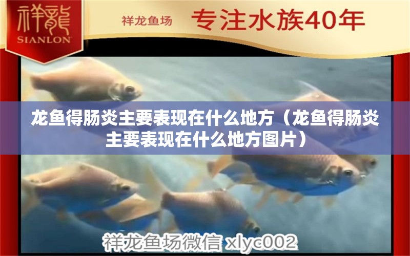 龍魚得腸炎主要表現(xiàn)在什么地方（龍魚得腸炎主要表現(xiàn)在什么地方圖片）